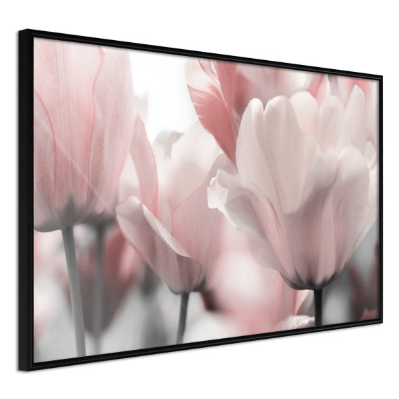 Poster Pastel Tulips II