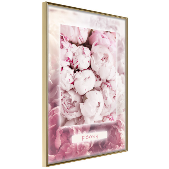 Poster Scent of Peonies