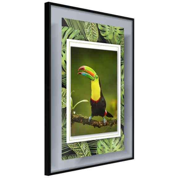 Poster Toucan in the Frame