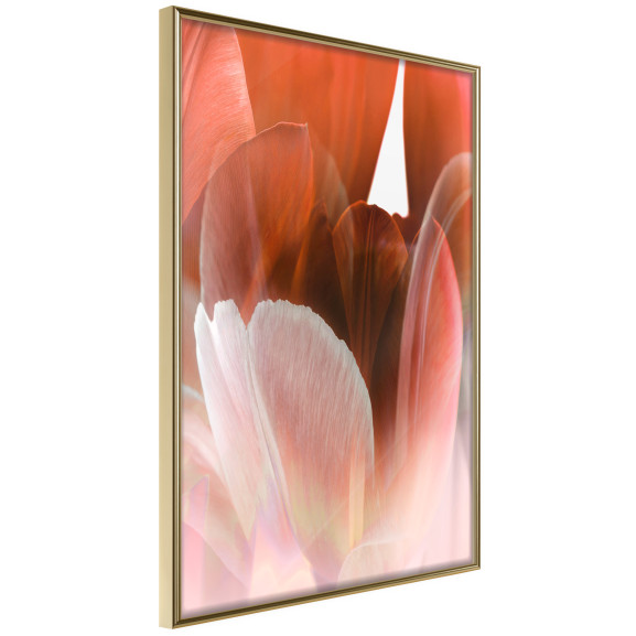 Poster Tulip Petals