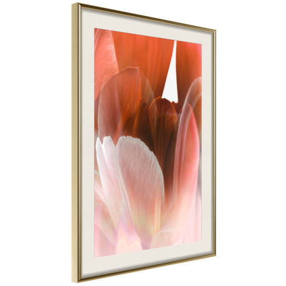 Poster Tulip Petals