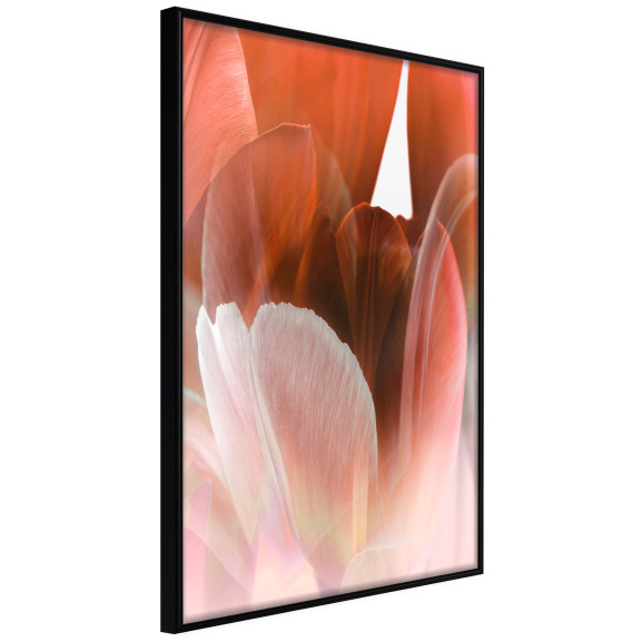 Poster Tulip Petals