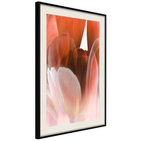 Poster Tulip Petals-01