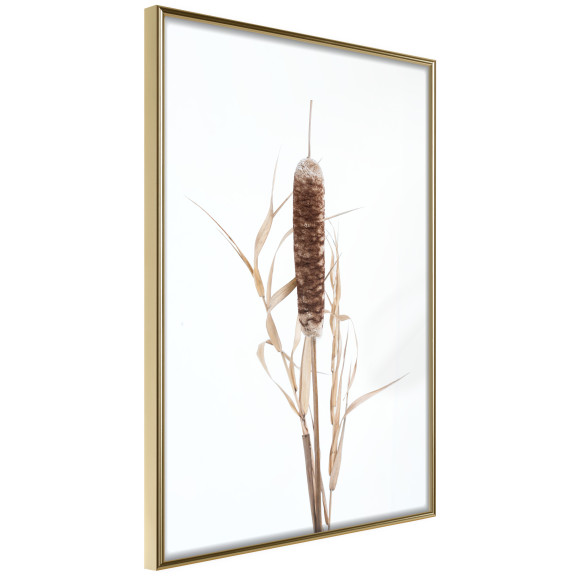 Poster Typha