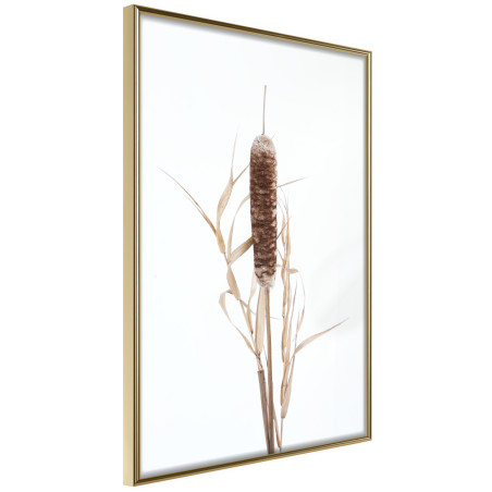 Poster Typha-01