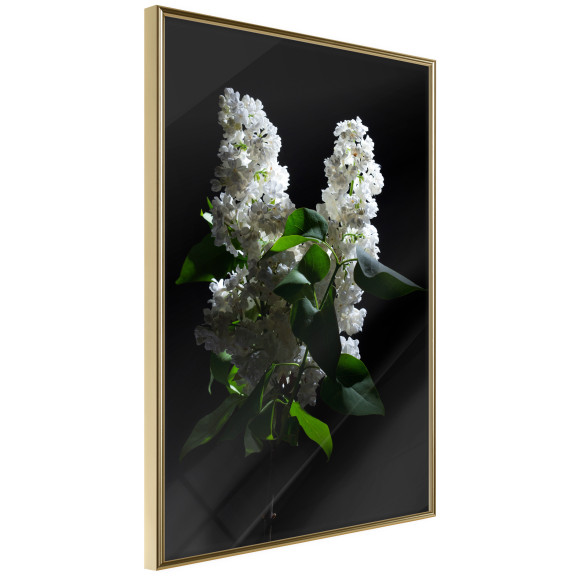 Poster White Lilac