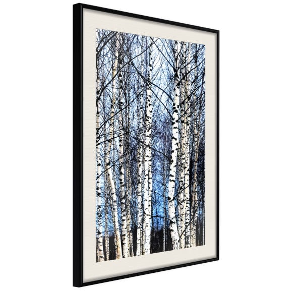 Poster Winter Birch Trees