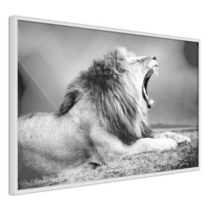 Poster Yawning Lion