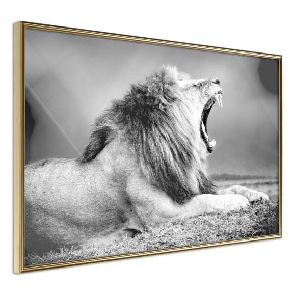 Poster Yawning Lion
