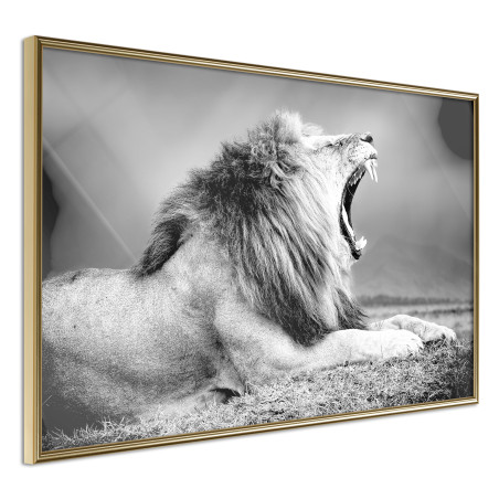 Poster Yawning Lion-01