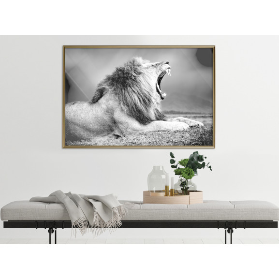Poster Yawning Lion