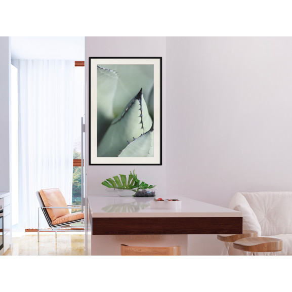 Poster Young Leaf of Agave