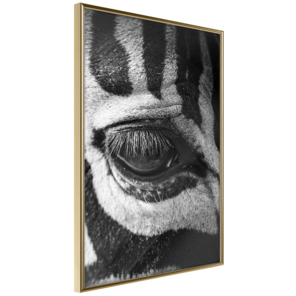 Poster Zebra Is Watching You