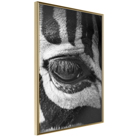 Poster Zebra Is Watching You-01