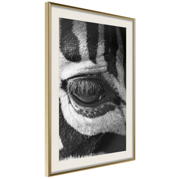 Poster Zebra Is Watching You