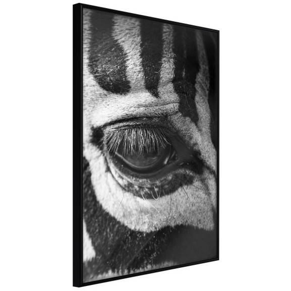 Poster Zebra Is Watching You