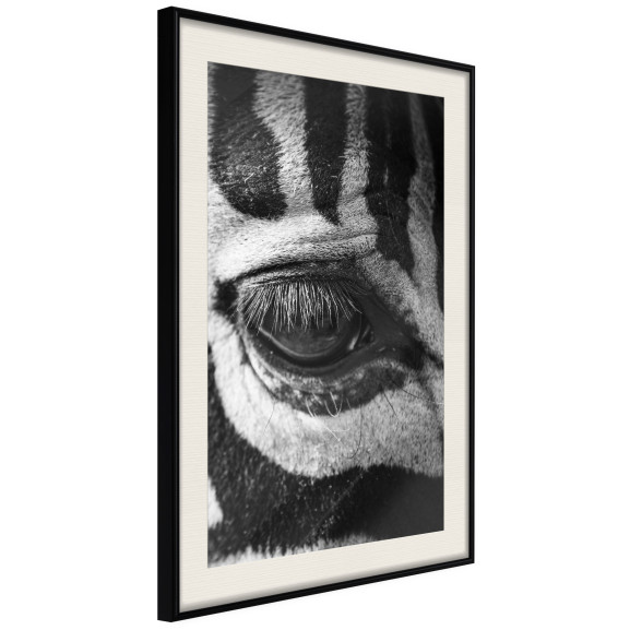 Poster Zebra Is Watching You