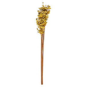 Floare Uscata Indian Corn, Galben
