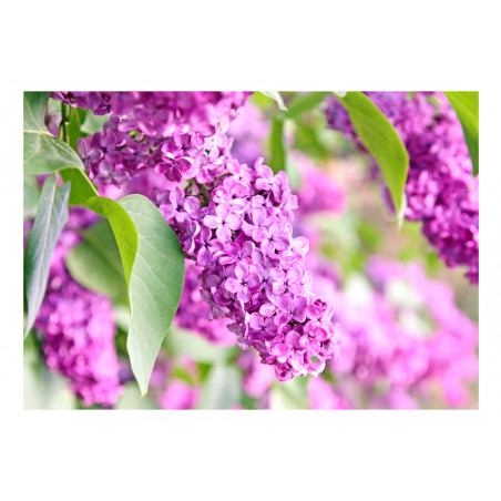 Fototapet Lilac Flowers-01