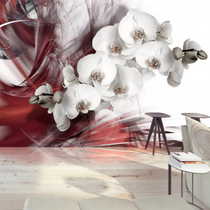 Fototapet Orchid In Red