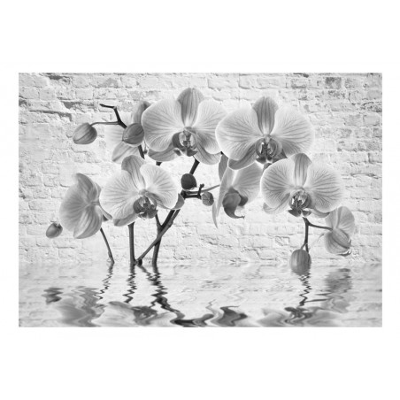 Fototapet Orchid In Shades Of Gray-01