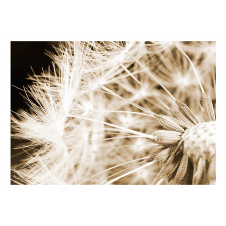 Fototapet Dandelion Sepia-01