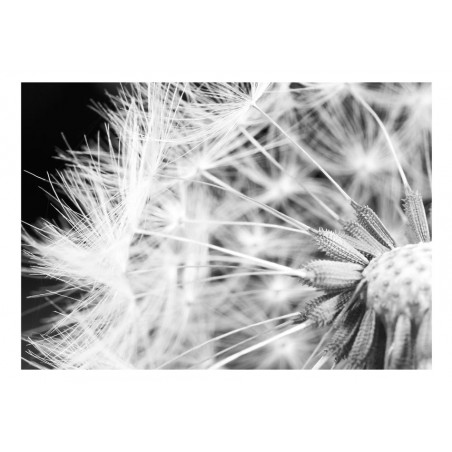 Fototapet Black And White Dandelion-01