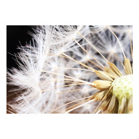 Fototapet Fluffy Dandelion-01