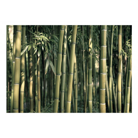 Fototapet Bamboo Exotic-01