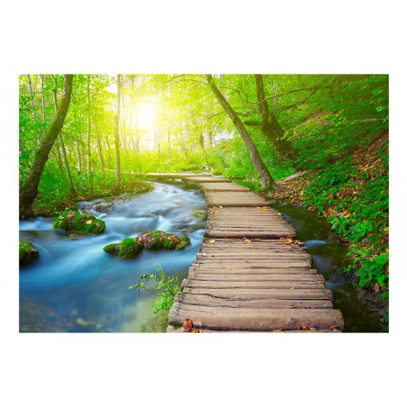 Fototapet Green Forest-01
