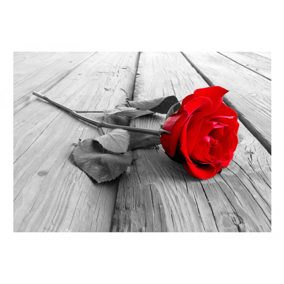 Fototapet Abandoned Rose