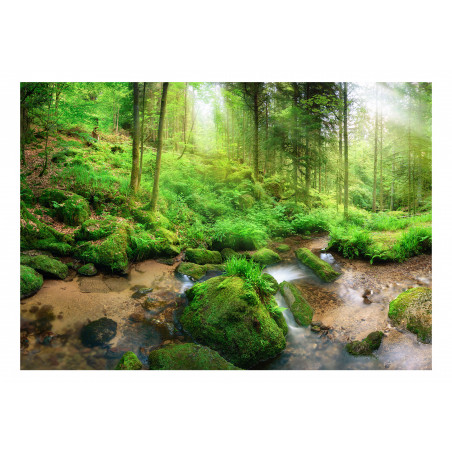 Fototapet Humid Forest-01