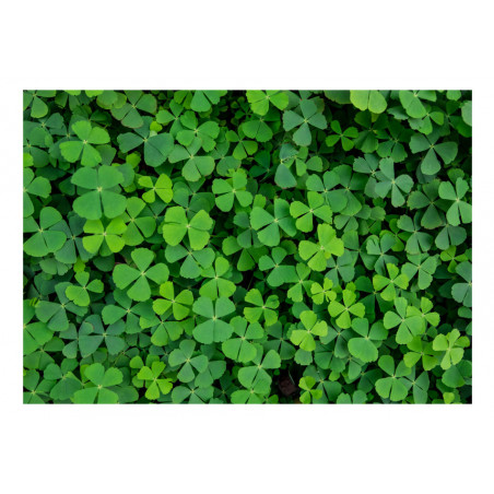 Fototapet Green Clover-01