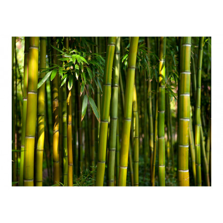 Fototapet Asian Bamboo Forest-01