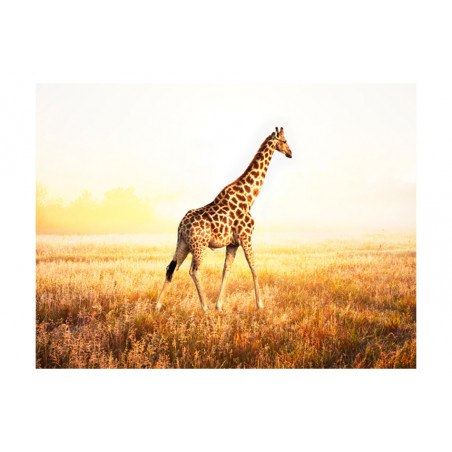 Fototapet Giraffe Walk-01