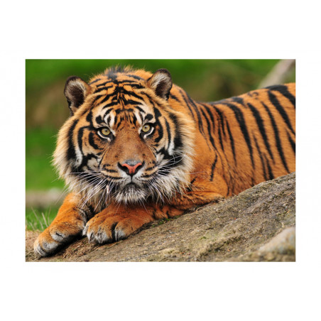 Fototapet Sumatran Tiger-01