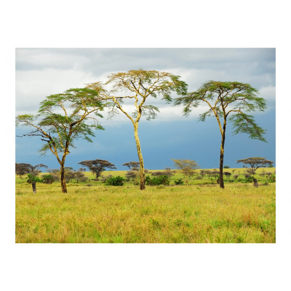 Fototapet savanna trees