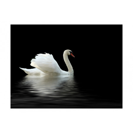 Fototapet Swan (Black And White)-01