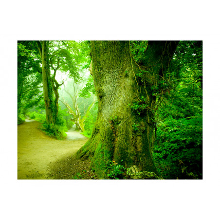 Fototapet Forest Pathway-01