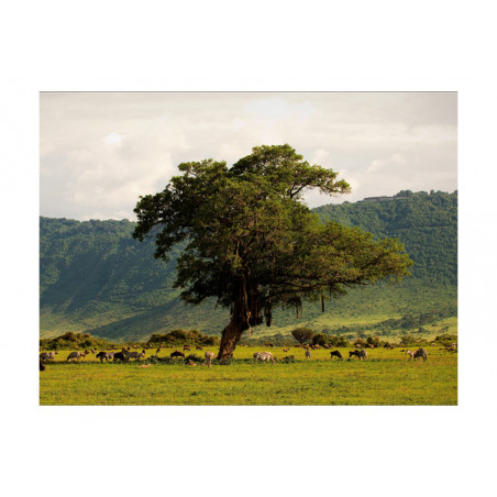 Fototapet In A Crater Of Ngoro Ngoro-01