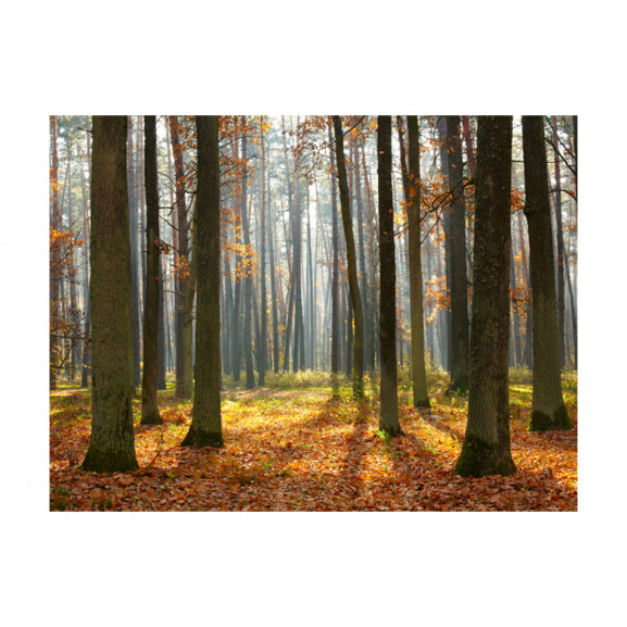 Fototapet autumn trees