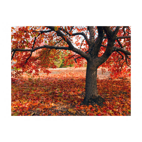 Fototapet tree in fall