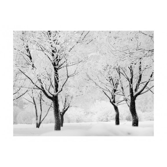 Fototapet trees winter landscape