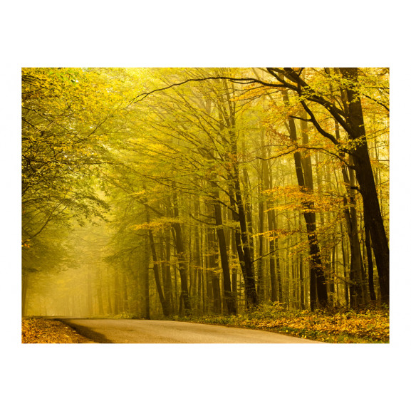 Fototapet road in autumn forest
