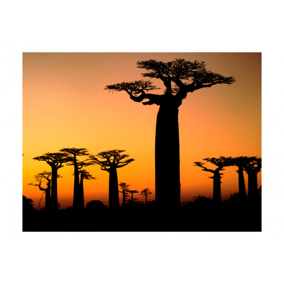 Poza Fototapet African Baobab Trees
