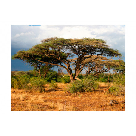 Fototapet Samburu National Reserve, Kenya-01