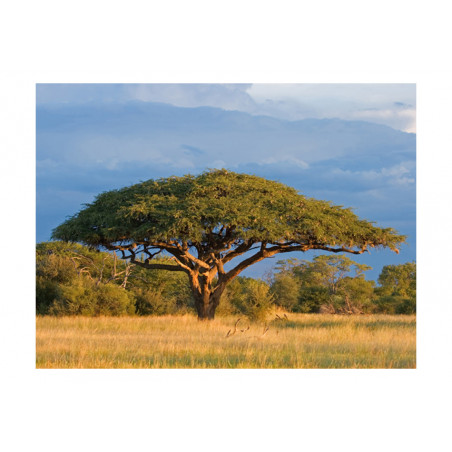 Fototapet African Acacia Tree, Hwange National Park, Zimbabwe-01