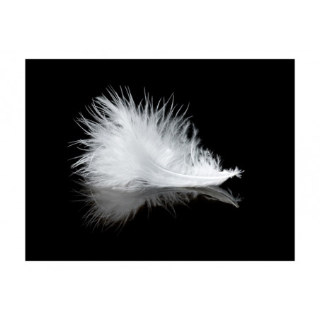 Fototapet White Feather-01
