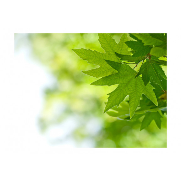 Fototapet leaves (shallow focus)