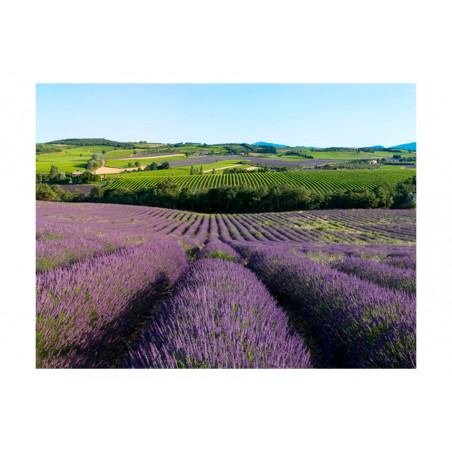 Fototapet Lavender Fields-01